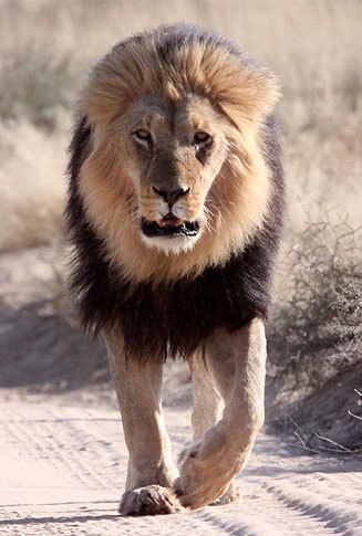 Panthera leo (Lion)