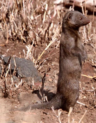 Helogale parvula (Dwarf  mongoose)