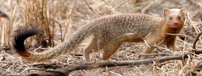 Galerella sanguinea (Slender mongoose)