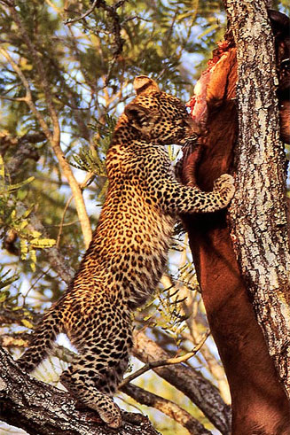 Panthera pardus (Leopard)