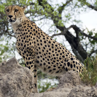 Acinonyx jubatus (Cheetah)