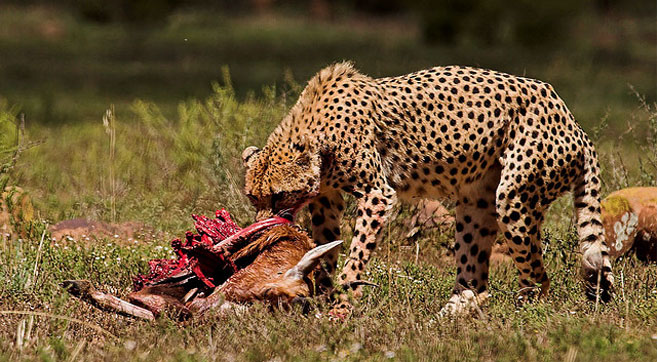 Acinonyx jubatus (Cheetah)