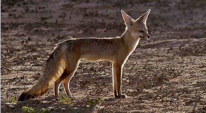 Vulpes chama (Cape fox)