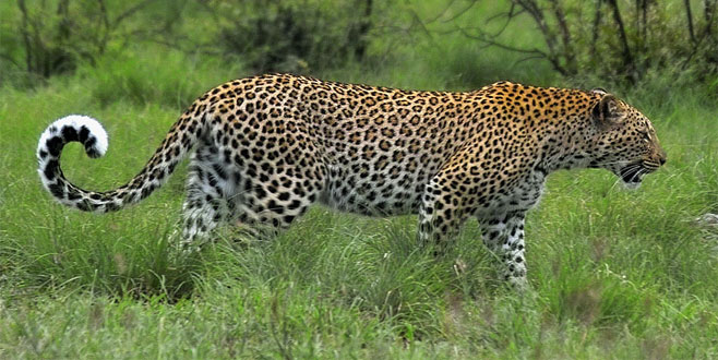 Panthera pardus (Leopard)