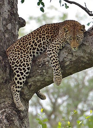 Panthera pardus (Leopard)