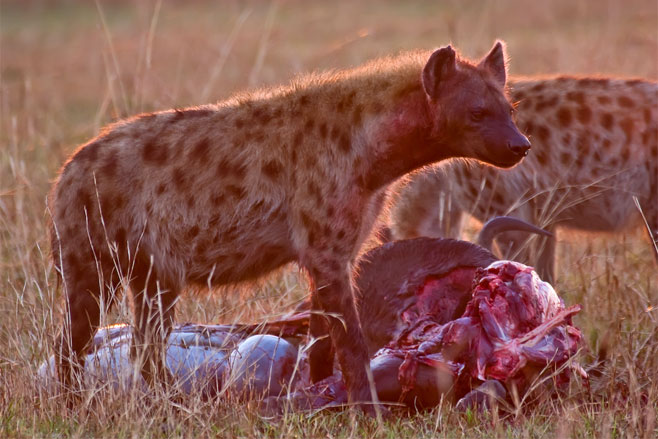 Crocuta crocuta (Spotted hyaena)