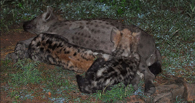 Crocuta crocuta (Spotted hyaena)