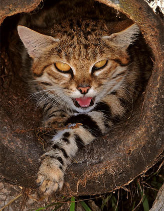 Felis nigripes (Black-footed cat)
