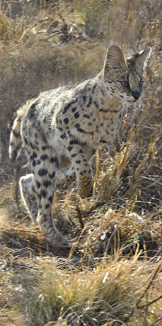 Leptailurus serval (Serval)