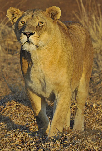 Panthera leo (Lion)