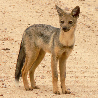 Canis adustus (Side-striped jackal)