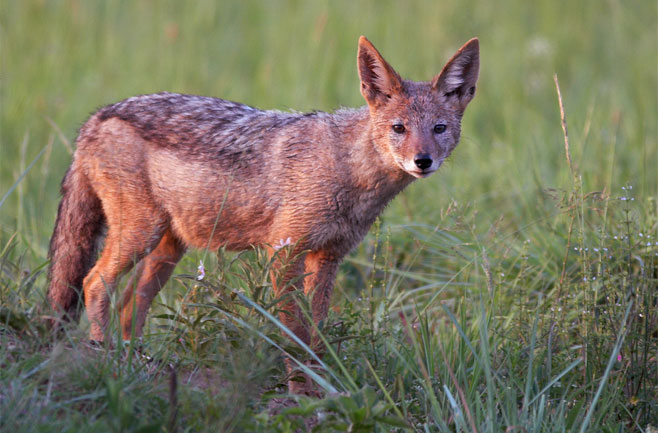Canis mesomelas (Black-backed jackal)