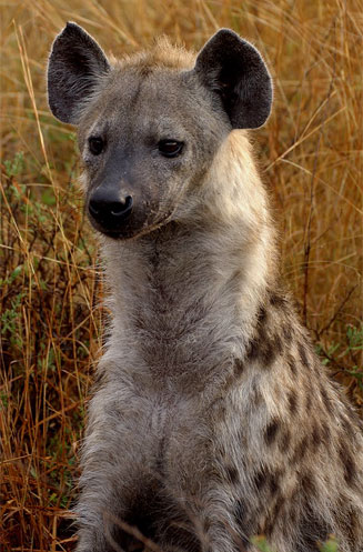 Crocuta crocuta (Spotted hyaena)