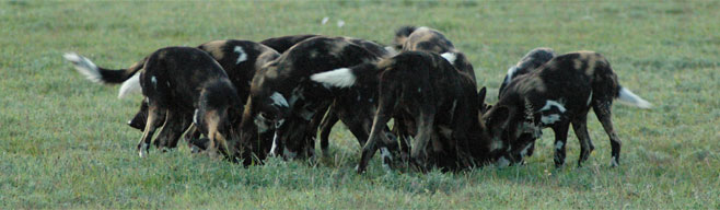 Lycaon pictus (African wild dog, Painted hunting dog)