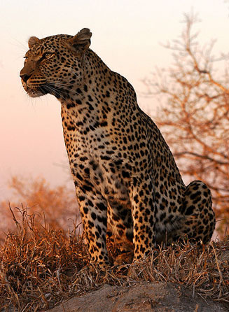 Panthera pardus (Leopard)