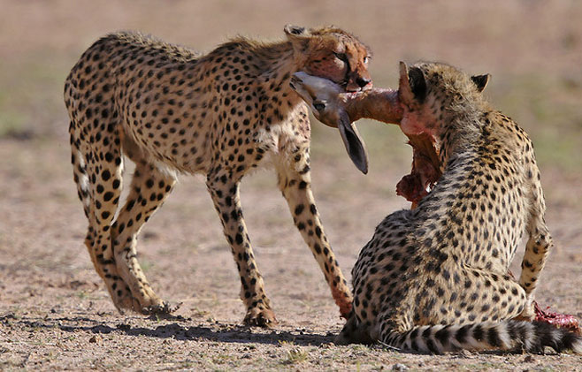 Acinonyx jubatus (Cheetah)