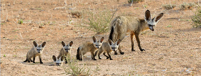 Otocyon megalotis (Bat-eared fox)