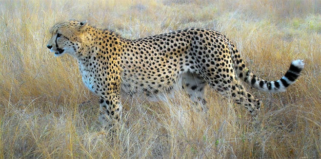 Acinonyx jubatus (Cheetah)