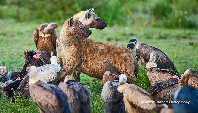 Crocuta crocuta (Spotted hyaena)