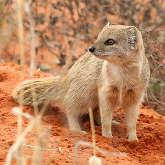 Cynictis penicillata (Yellow mongoose)