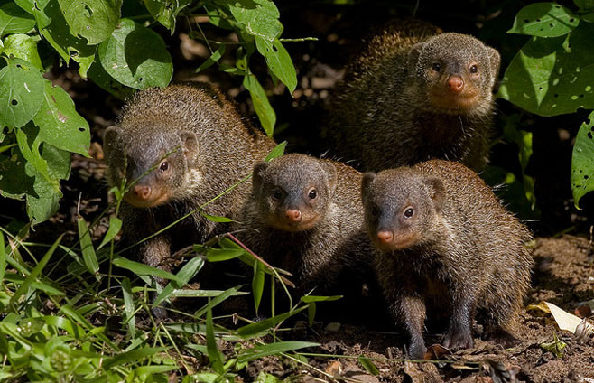 Mungos mungo (Banded mongoose)