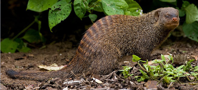Mungos mungo (Banded mongoose)
