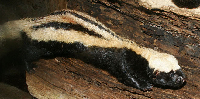 Poecilogale albinucha (African striped weasel)