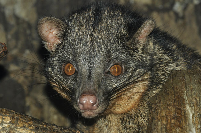Nandinia binotata (African palm civet)