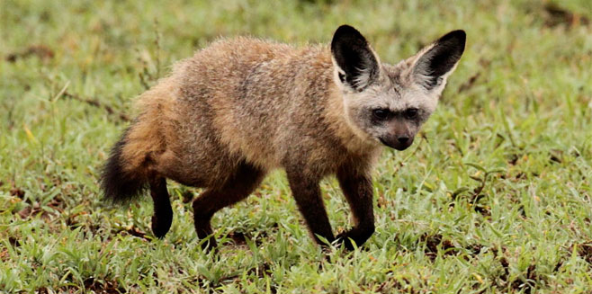 Otocyon megalotis (Bat-eared fox)