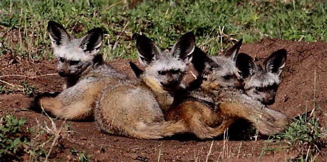 Otocyon megalotis (Bat-eared fox)