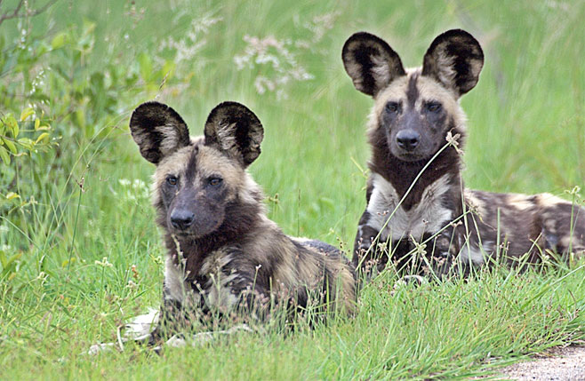 Lycaon pictus (African wild dog, Painted hunting dog)