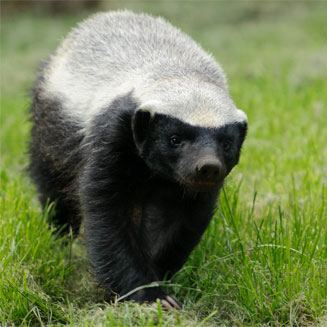 Mellivora capensis (Honey badger)