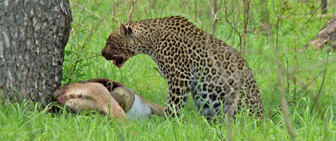 Panthera pardus (Leopard)