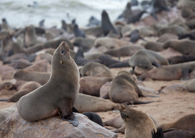 Arctocephalus pusillus (Cape fur seal, South African fur seal)