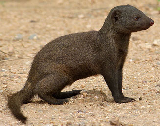 Helogale parvula (Dwarf  mongoose)