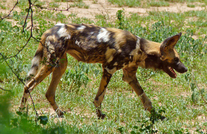 Lycaon pictus (African wild dog, Painted hunting dog)
