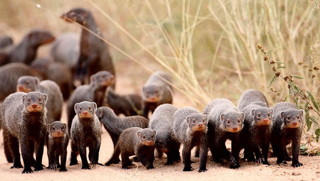 Mungos mungo (Banded mongoose)