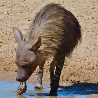 Parahyaena brunnea (Brown hyaena)