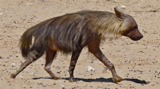 Parahyaena brunnea (Brown hyaena)