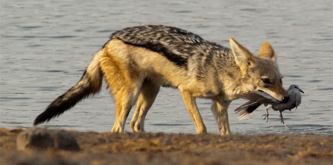 Canis mesomelas (Black-backed jackal)
