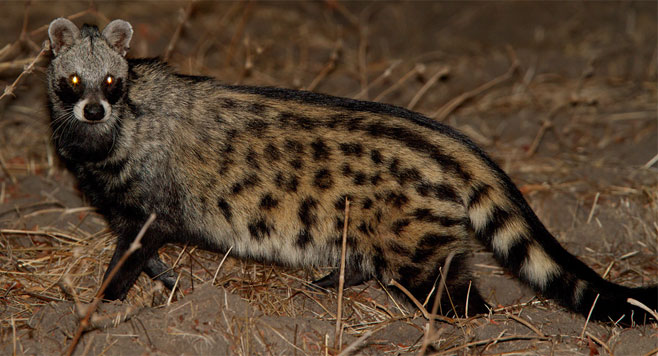 Civettictis civetta (African civet)