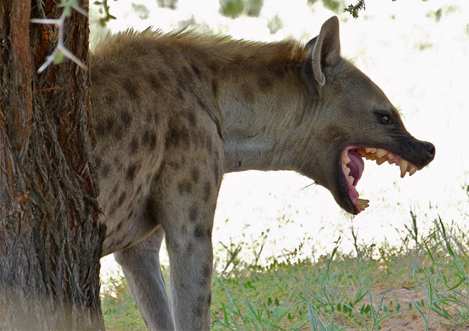 Crocuta crocuta (Spotted hyaena)