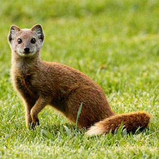 Cynictis penicillata (Yellow mongoose)