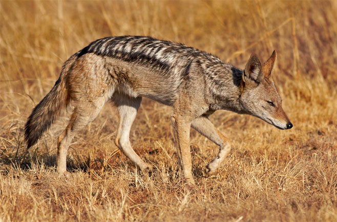 Canis mesomelas (Black-backed jackal)