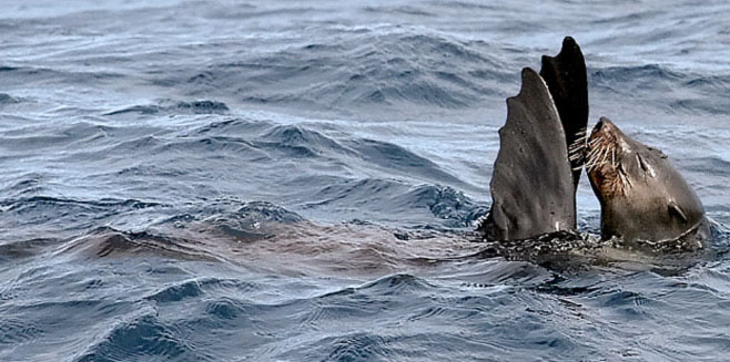 Arctocephalus pusillus (Cape fur seal, South African fur seal)