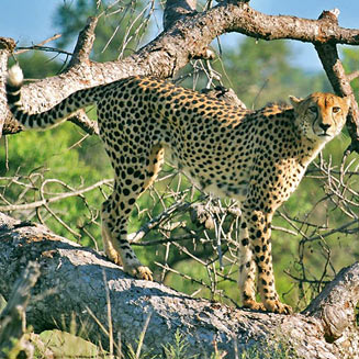 Acinonyx jubatus (Cheetah)