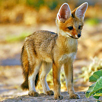 Vulpes chama (Cape fox)