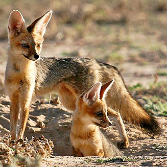 Vulpes chama (Cape fox)
