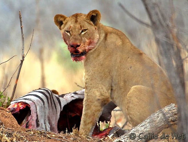 Panthera leo (Lion)