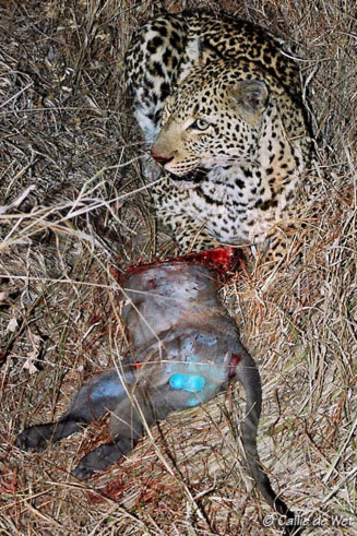 Panthera pardus (Leopard)